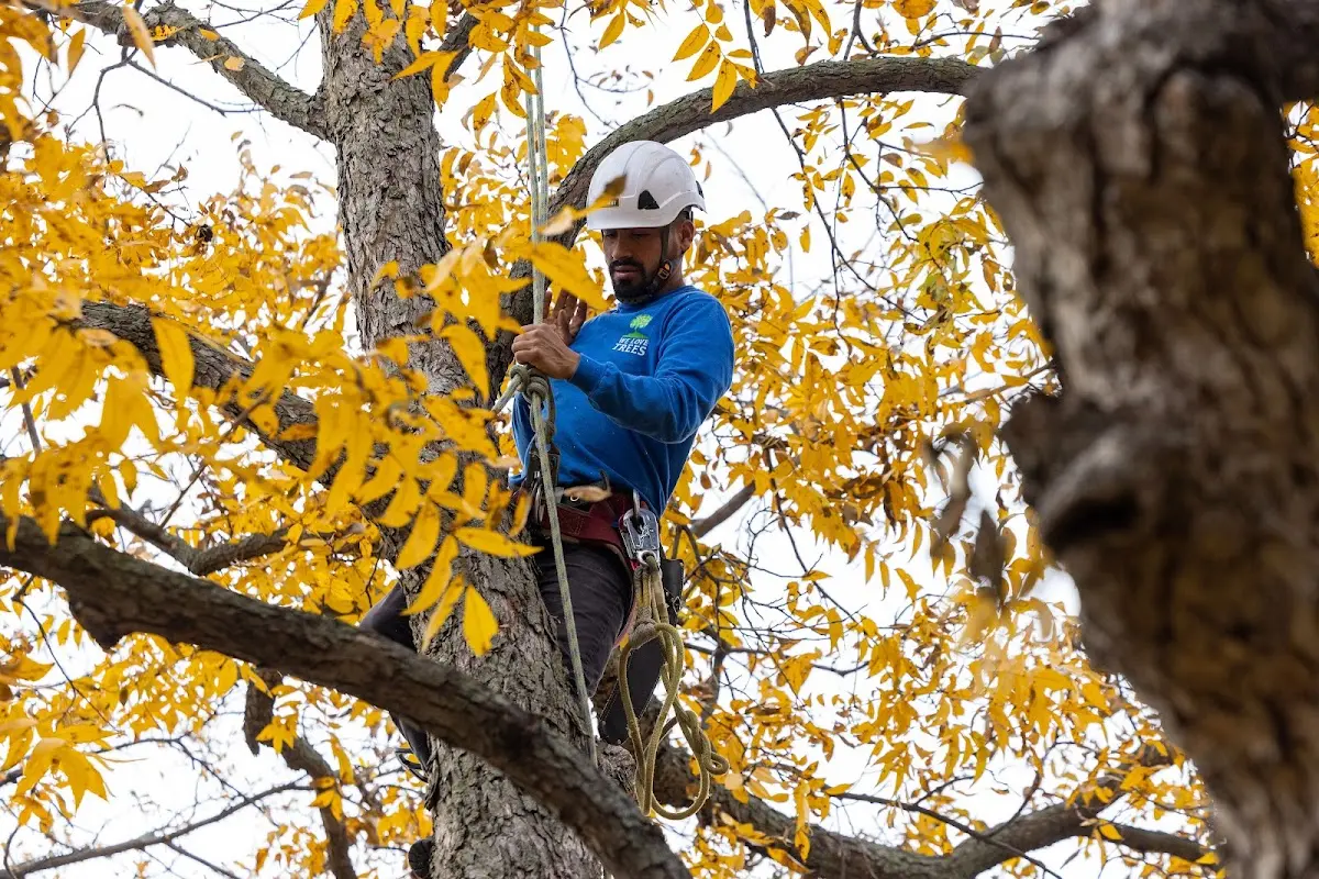 Skilled Tree Trimming crew working in Satellite Beach