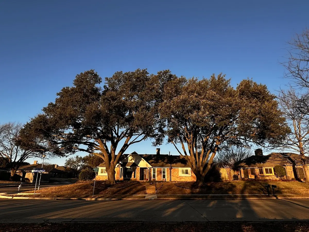Established residential canopy tree shading a home in Satellite Beach